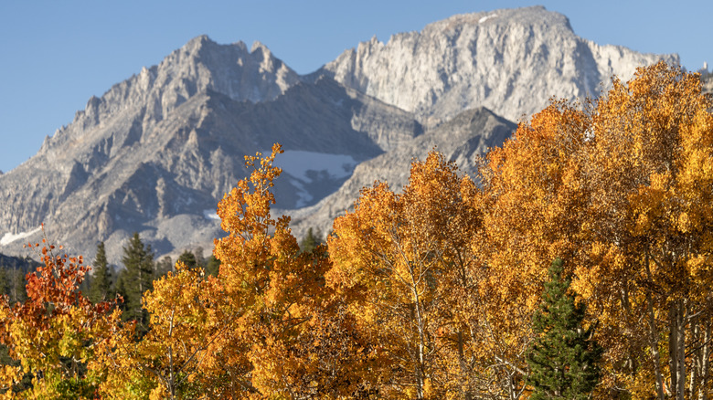 El follaje de otoño cerca del lago Crowley en la parte oriental de Sierra Nevada con imponentes picos de granito gris en el fondo