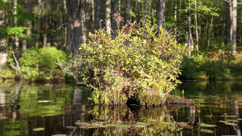 Plantas que crecen en una zona húmeda dentro del Área de Manejo de Vida Silvestre de Steep Falls en Standish, Maine