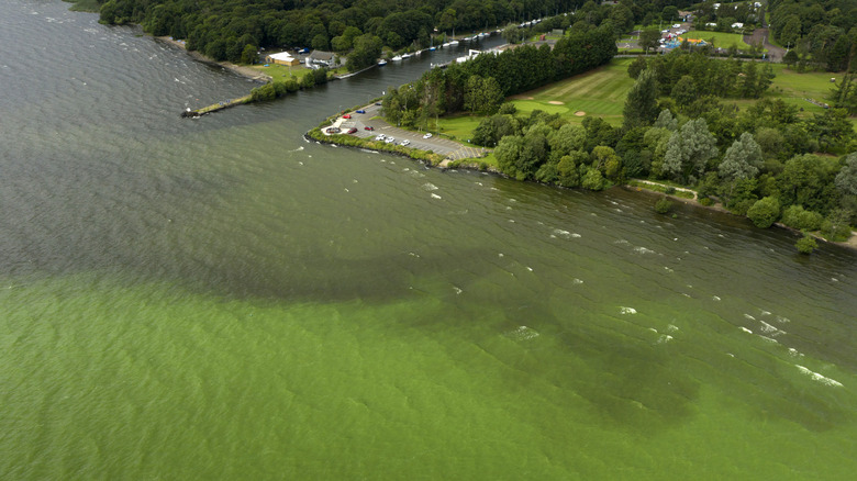 Vista aérea de Lough Neagh y Antrim Lough Shore Park