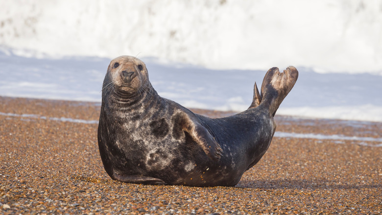 Sello en Blakeney Point en Norfolk