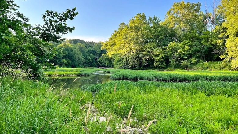 Una exuberante zona boscosa rodea un pintoresco canal en el Parque Natural Sugar Creek en Indiana