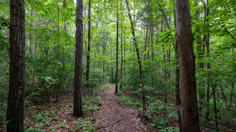 Camino de tierra serpenteando a través del bosque en Latta Nature Preserve, en la orilla del lago Mountain Island, Carolina del Norte