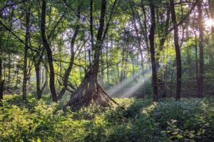 Ubicado en Indianápolis, se encuentra un escape panorámico del Medio Oeste para paseos idílicos por la naturaleza y observación de la vida silvestre.