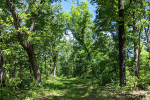 Entre St. Louis y el Bosque Nacional Mark Twain hay un parque escondido con campamentos, senderos y pesca