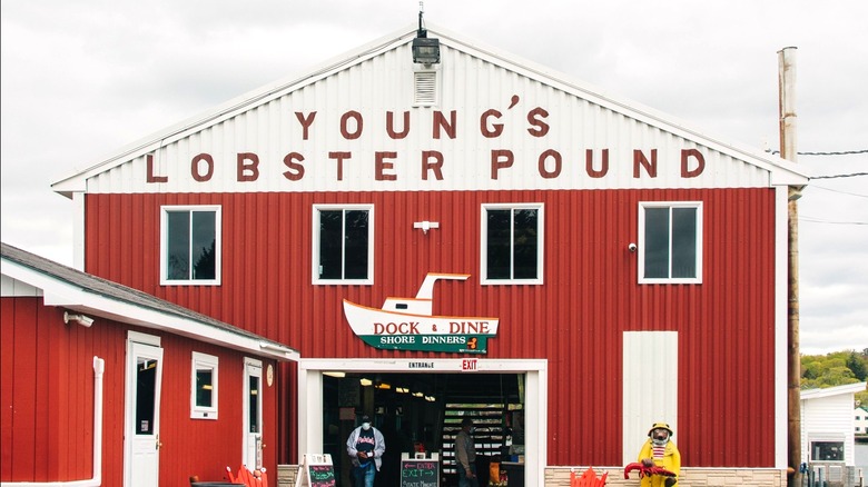 Young's Lobster Pound, proveedor y restaurante de mariscos en Belfast, condado de Waldo, Maine