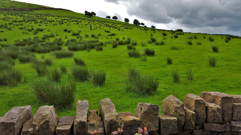 Vista de una vibrante ladera verde salpicada de árboles y arbustos con un muro de piedra en primer plano, en Lancashire, cerca de Nelson y el Sculpture Trail