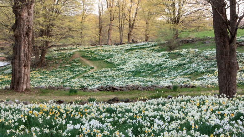Filas y filas de narcisos multicolores florecen debajo de árboles en ciernes en Northfield Daffodil Field en el condado de Litchfield, Connecticut