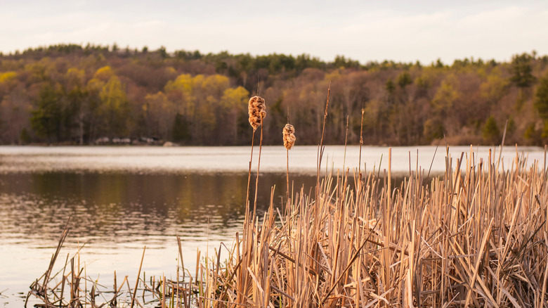 Las colas de gato se alzan de color naranja dorado contra una línea de árboles de finales de otoño antes de un lago tranquilo en Burr Pond en el condado de Litchfield, Connecticut