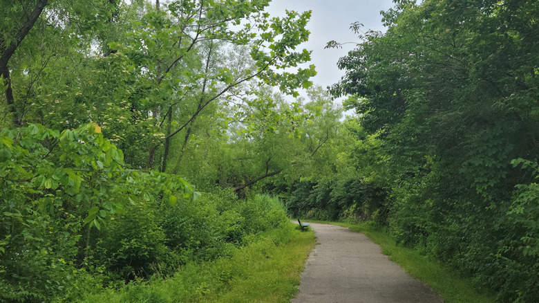 Un banco a lo largo de un sendero arbolado en St. Ellen Park en O'Fallon, condado de St. Clair, Illinois