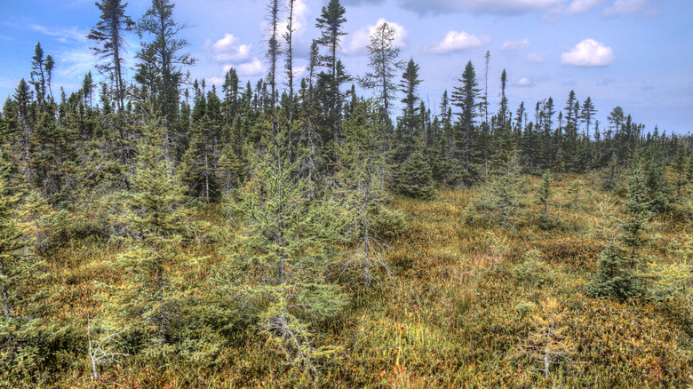 Los bosques del área recreativa estatal Big Bog, que presenta el pantano más grande de Minnesota