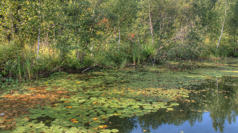 Nenúfares a lo largo de los humedales del área recreativa estatal Big Bog de Minnesota