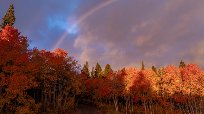 Vivos colores de otoño bajo un arco iris en la cuenca de los lagos de Virginia en la Sierra Oriental de California