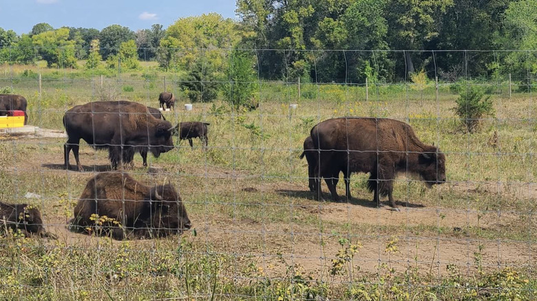 Bisontes pastando en una pradera vallada