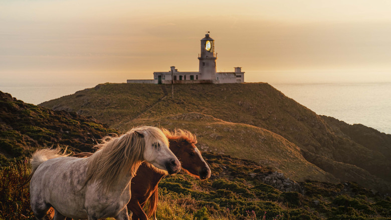 Los caballos se encuentran frente al faro en Strumble Head, en las afueras de Fishguard.