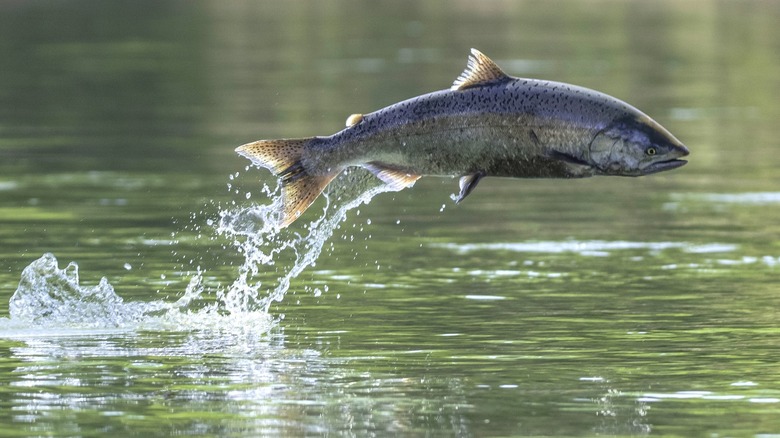 Salmón Chinook saltando en el río Sacramento