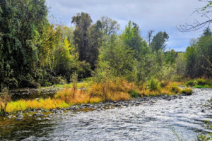 Cerca de Redding se encuentra el área de vida silvestre rural de California con ríos, senderos y aves raras llenos de salmón