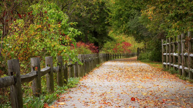 Hojas de otoño esparcidas en un camino pavimentado bordeado de árboles y una valla de madera en el carril bici del río Blackstone en Rhode Island