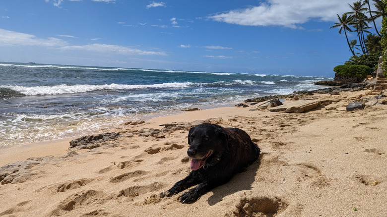 Un perro en la orilla de una pintoresca playa de Hawaii.