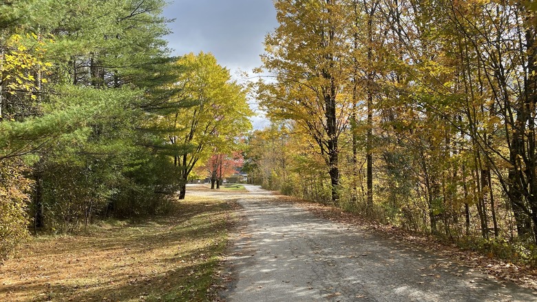 Camino bordeado de árboles con follaje de otoño en Bomoseen State Park, Vermont