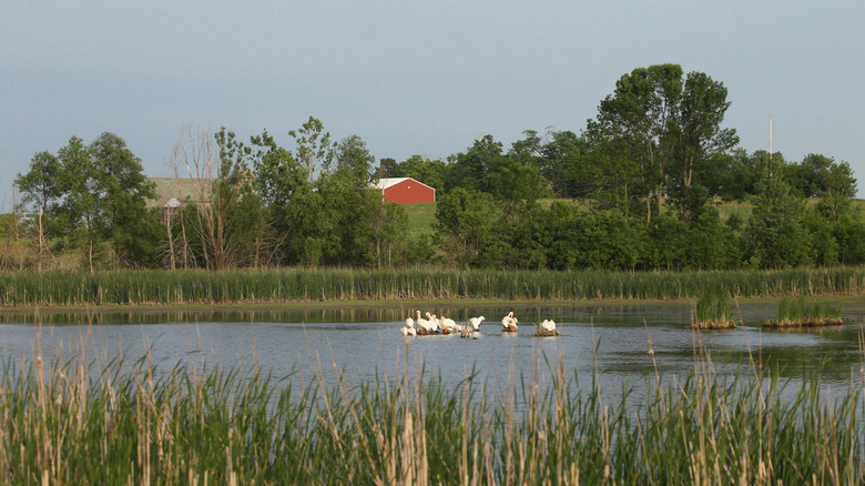 Diferentes aves se reúnen en una pequeña isla en medio del río que fluye a través del Área de Vida Silvestre Sheboygan Marsh