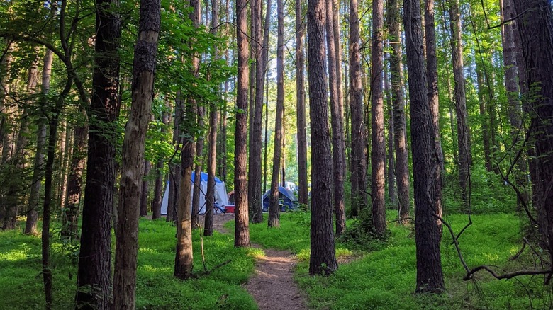 Tiendas de campaña entre árboles en Chattahoochee Bend State Park