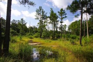 Uno de los parques estatales más grandes de Georgia es un paraíso en el río Woodland con senderos, campamentos, vida silvestre y paseos en kayak