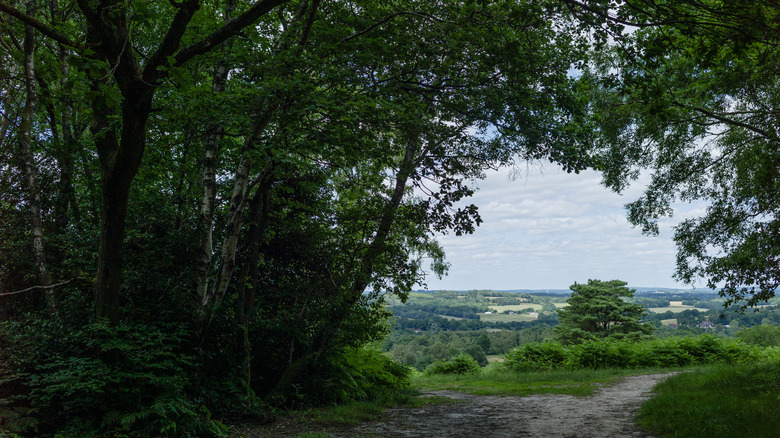 Vista de un sendero en el bosque de Ashdown en las afueras de East Grinstead