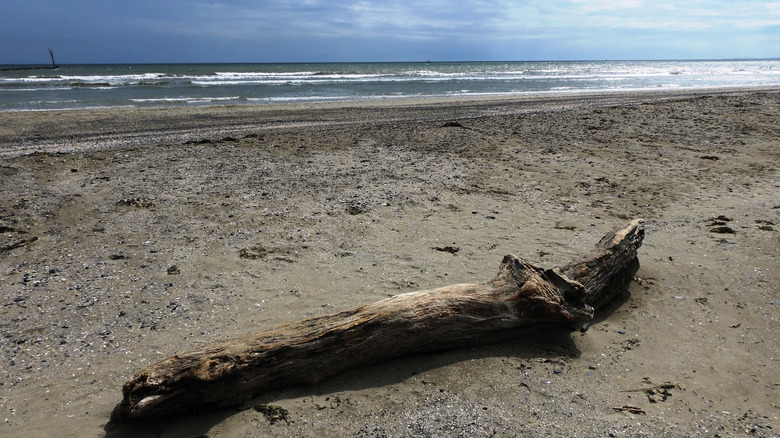 Un trozo de madera flotante en la orilla arenosa de Bettystown Beach con un cielo nublado