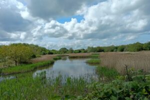 Al otro lado del río desde Liverpool hay un antiguo vertedero que se transformó en un pintoresco parque de humedales