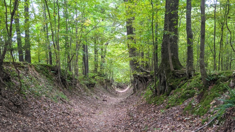 Una ruta de senderismo hundida en Village Creek State Park en Wynne, Arkansas
