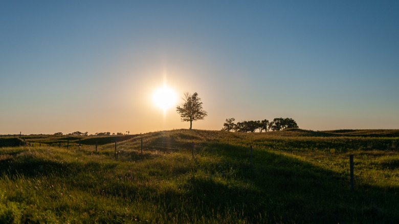 La puesta de sol detrás de un árbol en una pequeña colina en los pastizales nacionales Sheyenne de Dakota del Norte