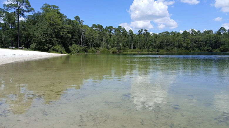 Una zona de playa de arena cerca de un lago de agua clara en el Bosque Nacional Apalachicola, Florida
