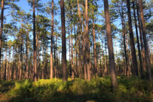 El bosque nacional más grande de Florida es un paraíso para la pesca cerca de Tallahassee con campamentos, natación y caminatas