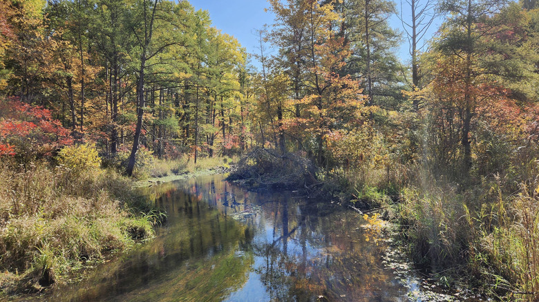 El follaje de otoño bordea un arroyo en un día brillante en el parque Dr. TK Lawless en el condado de Cass, Michigan