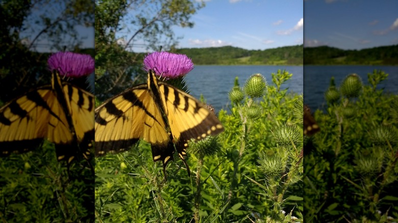 Mariposa amarilla y negra posada sobre una flor de cardo púrpura a orillas del lago Beechwood, Pensilvania