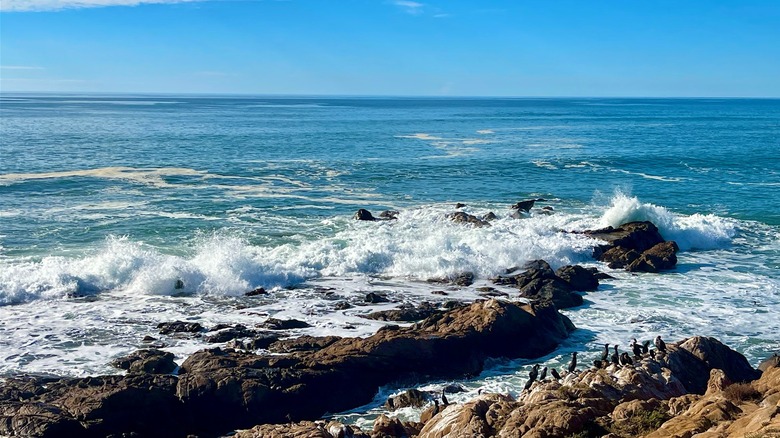 Pájaros en las rocas de Moonstone Beach en Cambria, California
