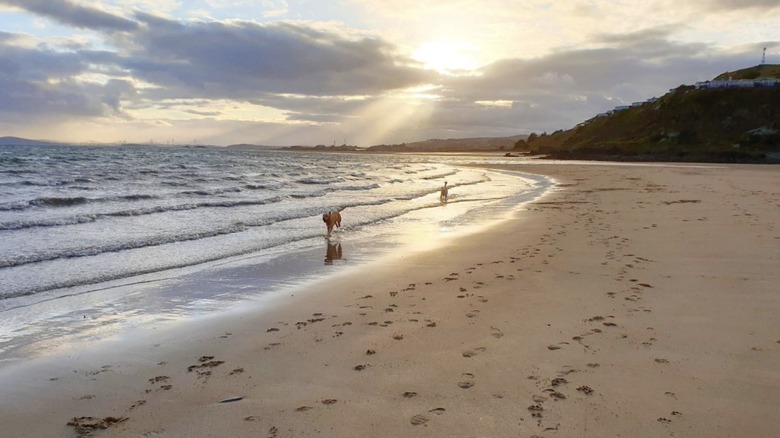 Dos perros corren a lo largo de la playa Kinghorn en Kinghorn bajo un cielo parcialmente nublado con rayos de sol atravesando su punto máximo