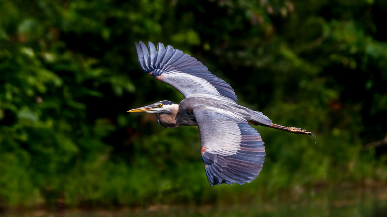 Una gran garza azul vuela sobre un lago
