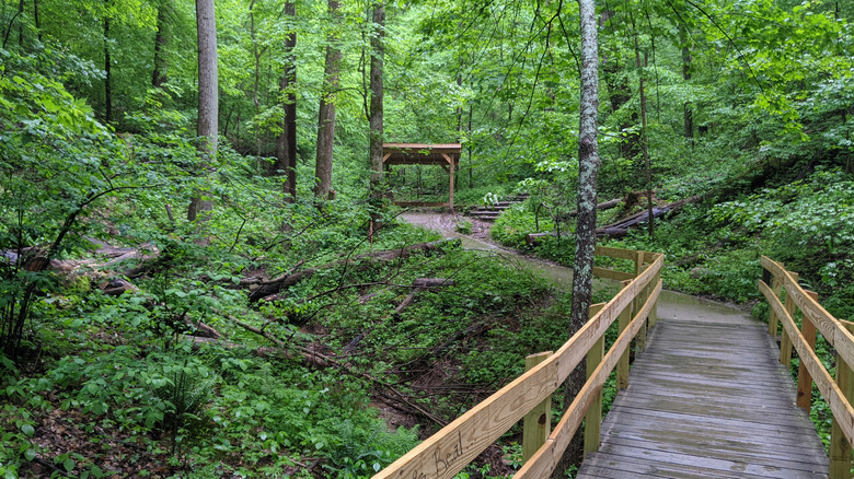 Vista de un bosque verde con un puente peatonal de madera que conduce a un pequeño refugio escondido entre los árboles