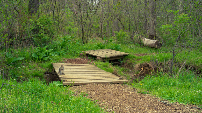 Una ardilla sobre un puente de madera en un sendero natural sobre un arroyo rodeado de exuberante vegetación en Purcellville, Virginia