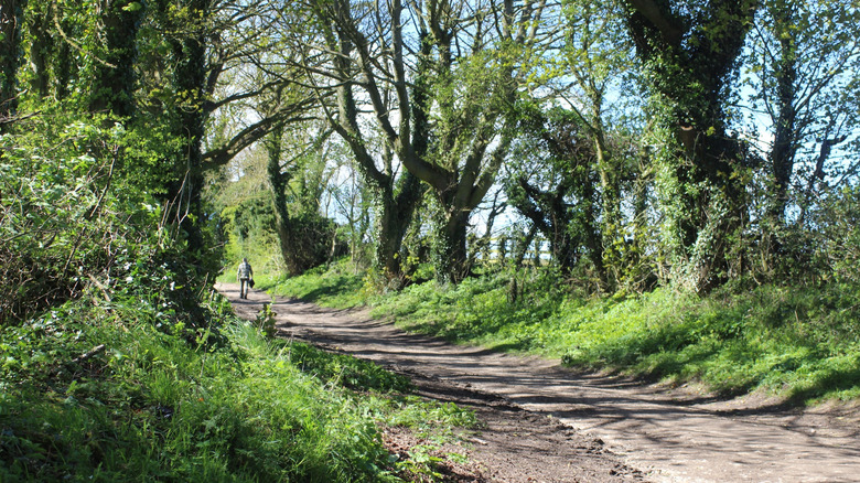 Árboles que rodean los senderos para caminar en la Reserva Natural Hawthorn Dene