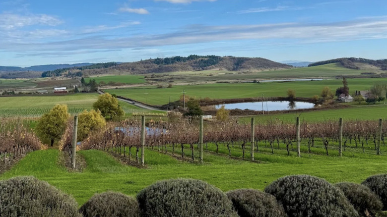 Paisaje de los viñedos Van Duzer con un lago y colinas en la distancia