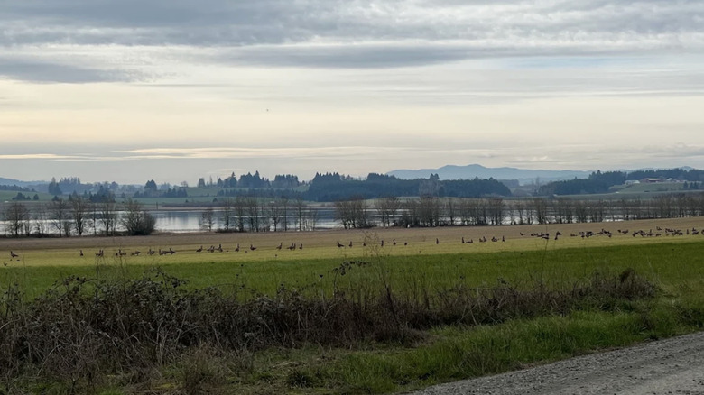 Una vista de la hierba, el agua y las aves en el Refugio Nacional de Vida Silvestre Baskett Slough.