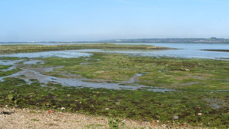 Humedales verdes en la Reserva Natural de West Hayling