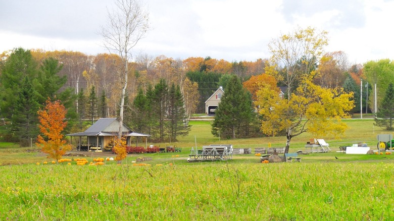 Treworgy Family Orchards huerto de calabazas frente a una pequeña granja en Levant, Maine