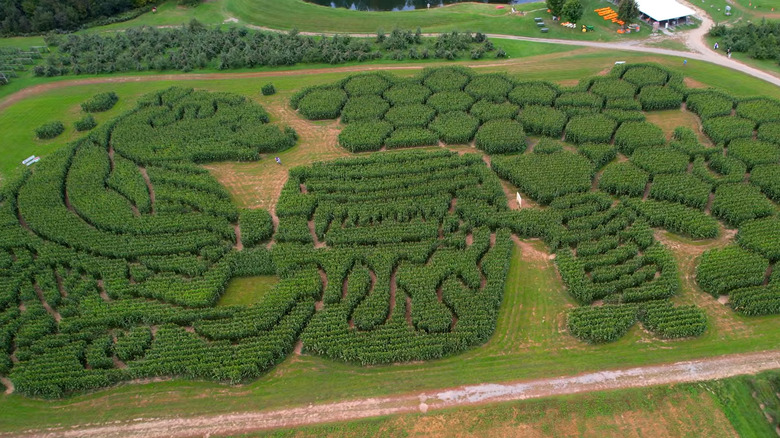 Laberinto de maíz de Treworgy Family Orchards en Levant, Maine