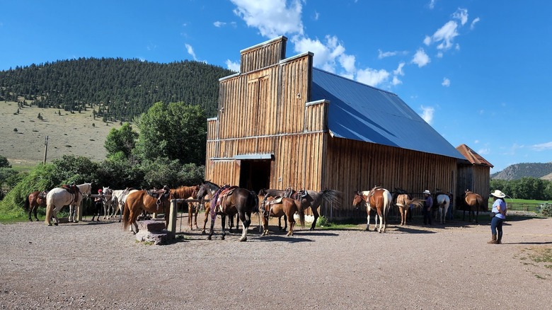 Una gran manada de caballos se reúne afuera de un granero en Rocking Z Guest Ranch