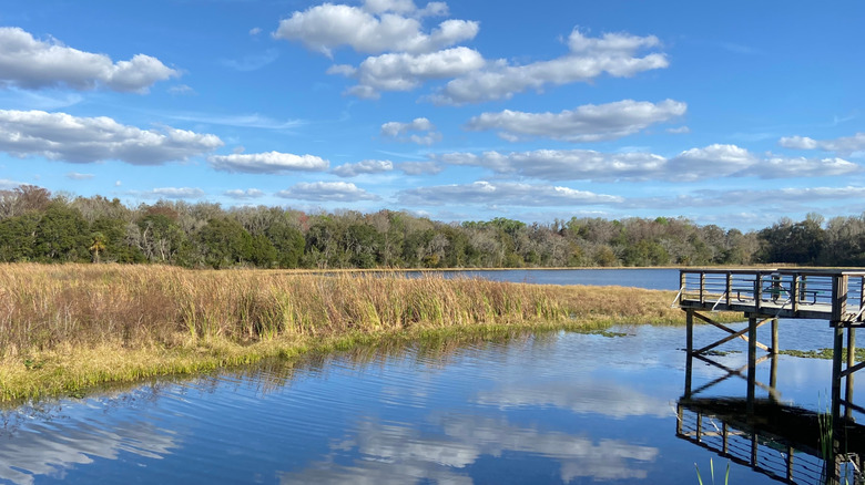 Lago rodeado de vegetación con vistas de madera en Inverness, Florida